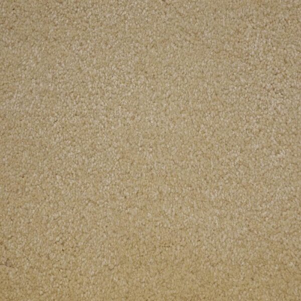 STAINMASTER COLLIE
