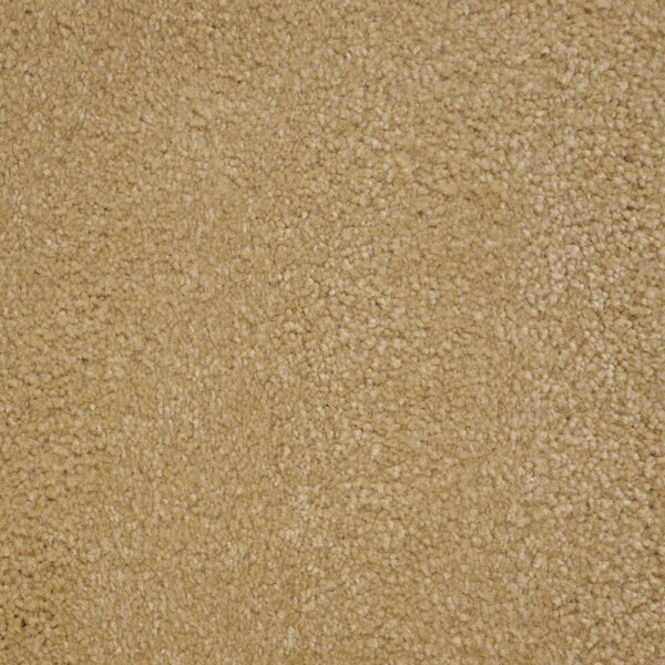 STAINMASTER COLLIE