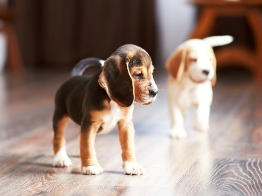 hardwood floor