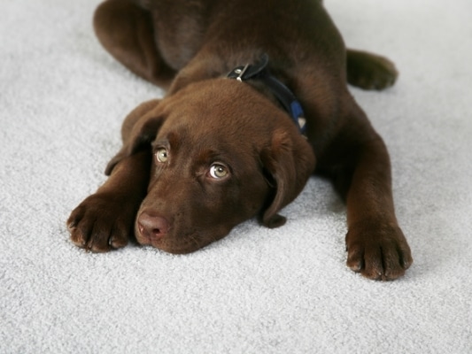 carpet floor