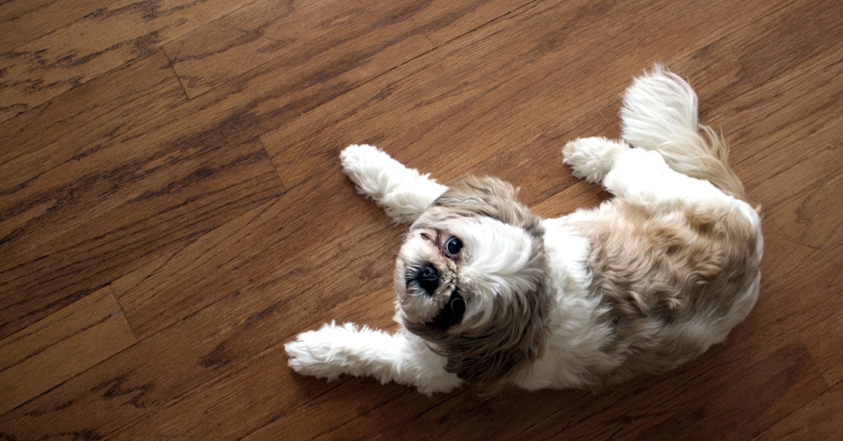 pet flooring