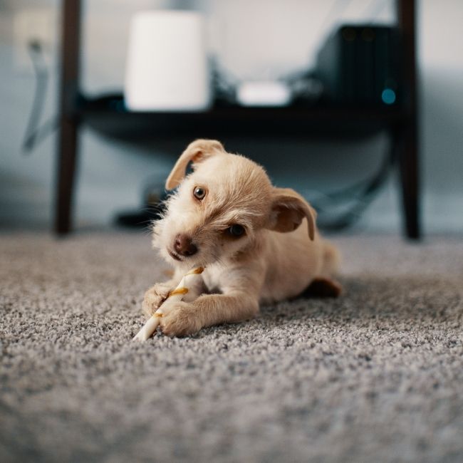 Image depicts a dog laying on a carpet in a Newmarket home.