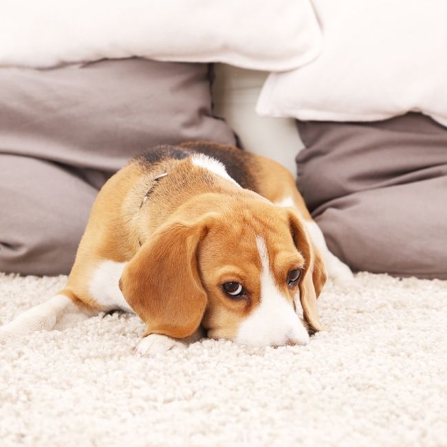 Image depicts a dog laying on a new white carpet in an Ottawa home.