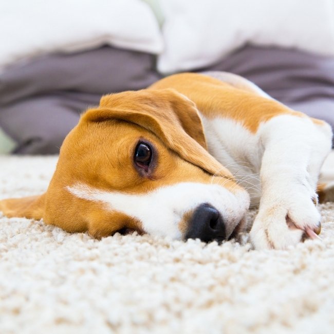 Image depicts a dog laying on a carpet in a Toronto home.