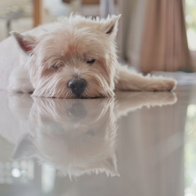 Image dpeicts a dog laying on a white tile floor in a Mississauga home.