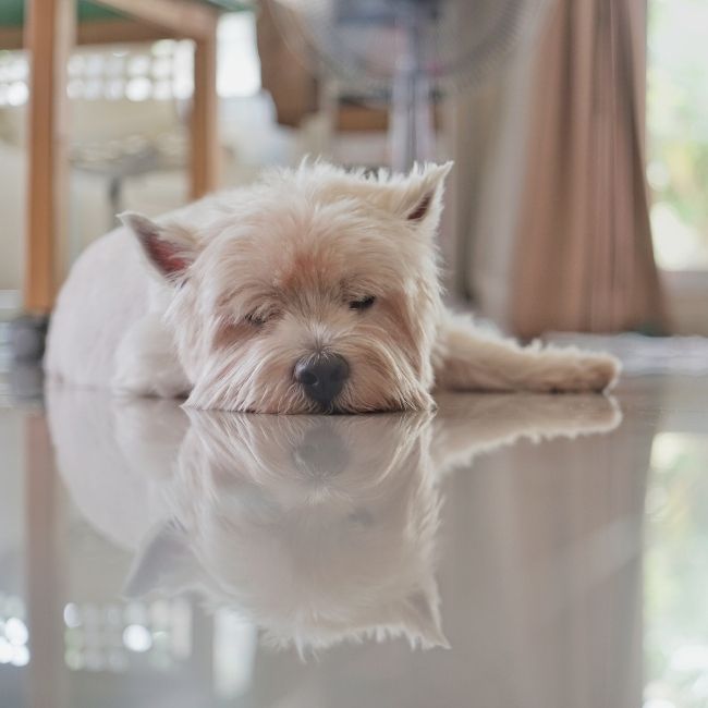 Image depicts a dog laying on a tile floor in a Barrie home.